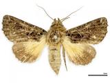 PW:Thalpophila delineata Moore 1884