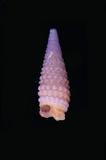 中文種名:紫堇三口螺