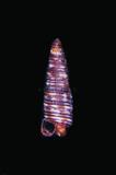 中文種名:管口紫溝螺