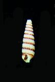 中文種名:褐帶格粒螺