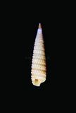 中文種名:尖頂玄珠螺