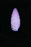 中文種名:紫參珠螺