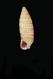 中文種名:紅玉米左錐螺