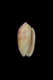 中文種名:少女榧螺學名:Oliva carneola f. bizonalis俗名:少女榧螺俗名（英文）:少女榧螺