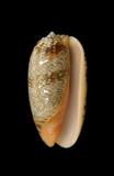 中文種名:金唇榧螺學名:Oliva reticulata俗名:金唇榧螺俗名（英文）:金唇榧螺