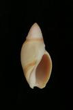 中文種名:乳頭彈頭螺學名:Amalda mammilla俗名:乳頭彈頭螺俗名（英文）:乳頭彈頭螺