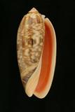 中文種名:橙口榧螺