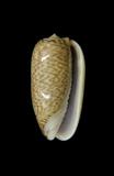 中文種名:台灣榧螺學名:Oliva mustelina俗名:台灣榧螺俗名（英文）:台灣榧螺