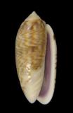 中文種名:紫口榧螺學名:Oliva episcopalis俗名:紫口榧螺俗名（英文）:紫口榧螺