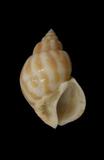 中文種名:有齒鳳螺學名:Babylonia perforata俗名:有齒鳳螺俗名（英文）:有齒鳳螺
