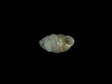 中文種名:似高山芝麻蝸牛學名:Diplommatina pseudotayalis俗名:似高山芝麻蝸牛俗名（英文）:似高山芝麻蝸牛