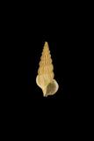 中文種名:黃蟹守螺學名:Cerithium citrinum俗名:黃蟹守螺俗名（英文）:黃蟹守螺