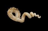 中文種名:刺蚯蚓螺