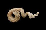 中文種名:刺蚯蚓螺學名:Siliquaria anguina俗名:刺蚯蚓螺俗名（英文）:刺蚯蚓螺