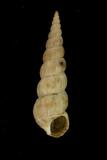 中文種名:薄肋海螄螺學名:Amaea nebulodermata俗名:薄肋海螄螺俗名（英文）:薄肋海螄螺