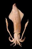 中文種名:真鎖管學名:Uroteuthis edulis俗名:真鎖管俗名（英文）:真鎖管