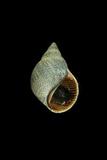 中文名(學名):細點玉黍螺(  i Littoraria pintado /i  )