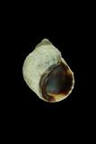 中文種名:細粒玉黍螺學名:Nodilittorina radiata俗名:細粒玉黍螺俗名（英文）:細粒玉黍螺