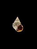 中文種名:顆粒玉黍螺學名:Nodilittorina pyramidalis俗名:顆粒玉黍螺俗名（英文）:顆粒玉黍螺