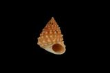 中文種名:棘黍螺學名:Echininus cumingii f. spinulosus俗名:棘黍螺俗名（英文）:棘黍螺