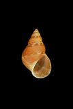 中文種名:多彩玉黍螺學名:Littoraria pallescens俗名:多彩玉黍螺俗名（英文）:多彩玉黍螺