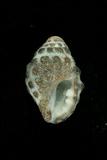 中文種名:結螺學名:Tenguella granulata俗名:結螺俗名（英文）:結螺