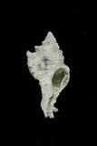 中文種名:黑千手螺學名:Chicoreus brunneus俗名:黑千手螺俗名（英文）:黑千手螺