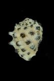 中文種名:黃口岩螺