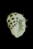 中文種名:黃口岩螺學名:Thais luteostoma俗名:黃口岩螺俗名（英文）:黃口岩螺