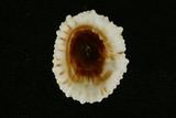 中文名(學名):花松螺(  i Siphonaria laciniosa /i  )