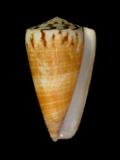 中文名(學名):焦黃芋螺(  i Conus planorbis /i  )