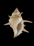 中文名(學名):長棘蛙螺(  i Bufonaria echinata /i  )