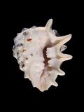 中文名(學名):白齒巖螺(  i Drupa ricina albolabris /i  )