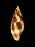 中文名(學名):粗斑筆螺( Nebularia ferruginea )