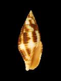 中文名(學名):粗斑筆螺(  i Nebularia ferruginea /i  )