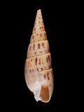 中文名(學名):大筍螺(  i Terebra maculata /i  )