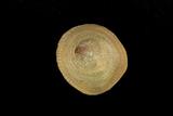 中文名(學名):笠舟螺(  i Calyptraea extinctorium /i  )