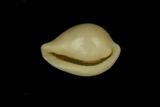 中文種名:真珠海兔螺學名:Globovula margarita俗名:真珠海兔螺俗名（英文）:真珠海兔螺