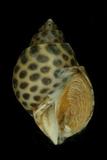 中文種名:深溝鳳螺學名:Babylonia spirata spirata俗名:深溝鳳螺俗名（英文）:深溝鳳螺