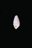 中文名(學名):小白雙珠螺( <i>Mastonia caloundra</i> )