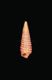 中文種名:棕色玄珠螺