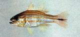 褐尾紋天竺鯛(<i>Apogon nitidus</i>)