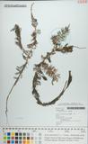 中文種名:拂尾藻