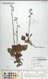 中文種名:斑紋鹿蹄草
