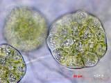 中文種名:單胞疣鱗蘚