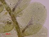 中文種名:棉毛疣鱗蘚