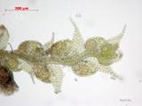 中文種名:單齒角鱗蘚