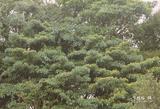 中文種名:昆欄樹