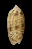 ǦW:Oliva episcopalis