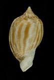 ǦW:Phalium flammiferum